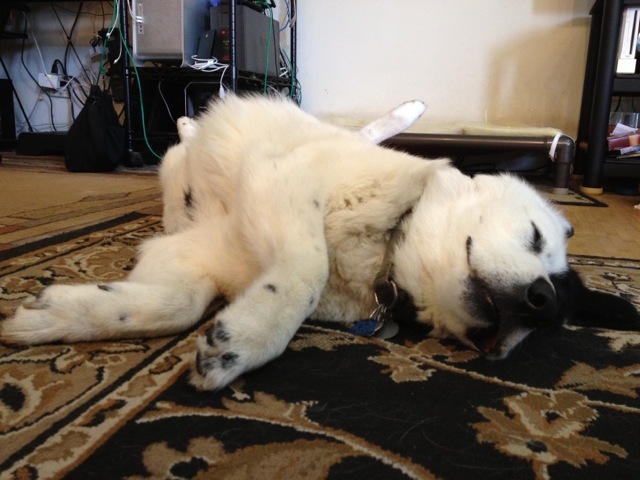 Swiper, the Gentledog